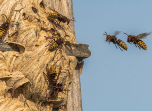 KADA VAS UBODE STRŠLJEN: Ovo je prvo što morate da uradite da biste izbegli alergijsku reakciju i spasili sebi život