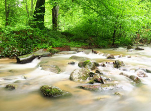 Najšumovitija planina na Balkanu nalazi se u Srbiji: Ovi prizori su neverovatni