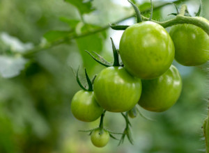 SODA BIKARBONA ĆE SPASITI VAŠ VRT: Koristite je na ovaj način i zaštitite voće i povrće od propadanja