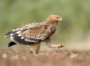 KAKO SE ZOVE ŽENKA ORLA? Zanimljivost koju mnogi ne znaju