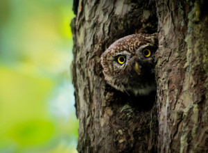 OGLAŠAVA SE U SUMRAK I SVITANJE Najmanja evropska sova koja se u Srbiji može pronaći na Tari (FOTO/VIDEO)