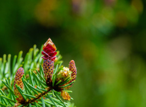 DOSPELA JE I DO NEMAČKIH NOVINA Ovo drvo su Rimljani koristili za podupiranje rudničkih jama u Bosni (FOTO/VIDEO)