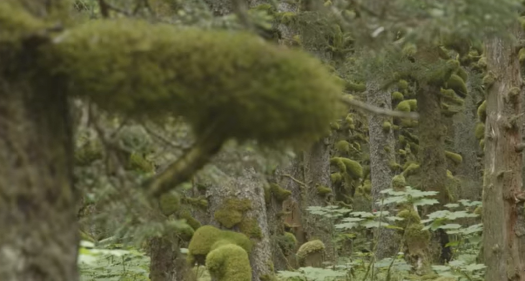 BEZ STRUJE NA POLARNOJ ZIMI Pravoslavno čudo na Aljasci, žive odsečeni od sveta!(FOTO/VIDEO)
