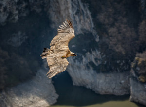 VELIKA SEOBA BELOGLAVIH SUPOVA Ovi kraljevi neba posećuju najveću srpsku svetinju, Hilandar