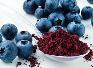 SRPSKI BREND I BILJKA BUDUĆNOSTI Za ovo "crno zlato" srpski voćari najviše biraju materijal koji stiže iz Holandije (FOTO/VIDEO)