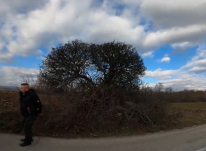 SVI DRHTE OD OVOG UKLETOG DRVETA Ko je s njega nešto ubrao poginuo je istog dana! (FOTO/VIDEO)