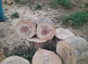 BOŽIJA RUKA JE NAJBOLJI MARKETING "Iznenađeno smo zagledali trupac i krstili se" (FOTO/VIDEO)