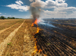 POLAKO ALI SIGURNO "ISPARAVAMO" "Mučimo se danima i mi i životinje, ne možemo više ovo da podnesemo niti da gledamo" (FOTO/VIDEO)
