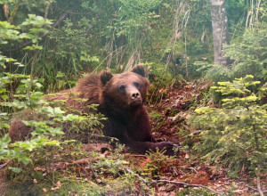 APSOLUTNI VLADARI PLANINE GOLIJE Nema potrebe za panikom, retko se dešava da medvedi prvi napadnu ljude (FOTO/VIDEO)
