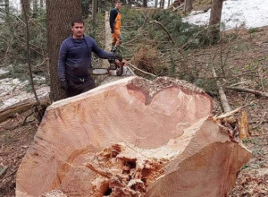 IZ STABLA BUKVE POTEKLA VODA Ovo se dešava jednom u 100 godina, neverovatan prirodni fenomen u ivanjičkoj šumi
