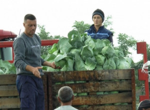 OBLOGE OD KUPUSA: Narodni lek koji su naše bake koristile protiv bolova u zglobovima sada dobio i naučnu potvrdu (VIDEO)