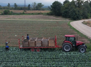 SVE ĆE ZAVRŠITI NA BEOGRADSKIM TRPEZAMA Selo na obalama Zapadne Morave prestonica srpskog kupusa (FOTO)