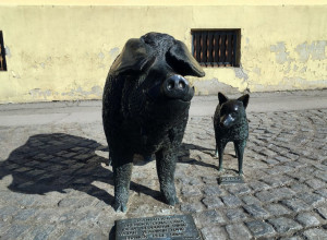 VERNI ČOVEKOV PRIJATELJ OSTAVLJEN KRAJ PUTA Pulin je tradicionalni pastirski pas u Srbiji, poreklom iz Vojvodine (FOTO/VIDEO)