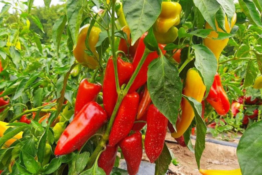 KO VOLI DA SPREMA ZIMNICU NEK' IZVOLI Paprika u dolini Lima rodila kao nikada ranije (FOTO/VIDEO)