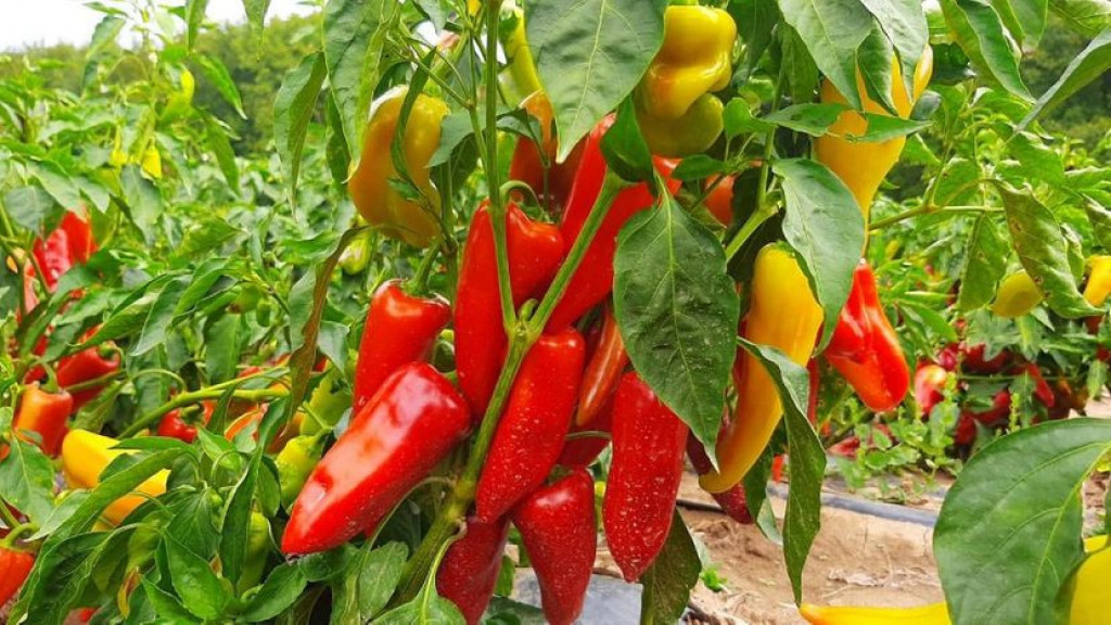 KO VOLI DA SPREMA ZIMNICU NEK' IZVOLI Paprika u dolini Lima rodila kao nikada ranije (FOTO/VIDEO)