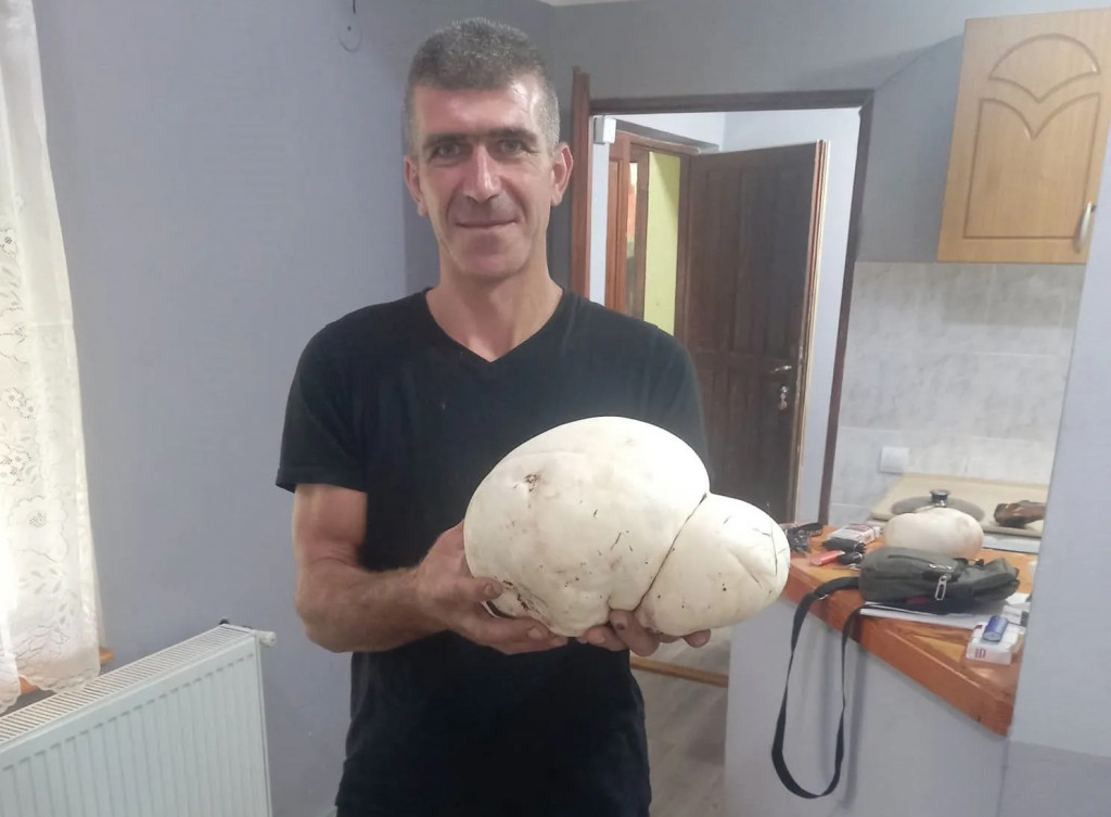 JEDNA PEČURKA, JEDNA VEČERA ZA PETORO : Ogromnu gljivu puharu pronašli istraživači na Kopaoniku, teška preko dva kilograma (FOTO)