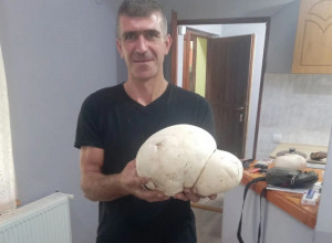 JEDNA PEČURKA, JEDNA VEČERA ZA PETORO : Ogromnu gljivu puharu pronašli istraživači na Kopaoniku, teška preko dva kilograma (FOTO)