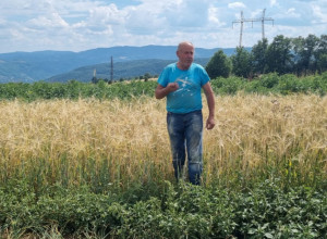 ZA OVIM ŽITOM VLADA OGROMNA POTRAŽNJA Srpsko seme raži čuva se u Svetskom trezoru biljaka na udaljenom norveškom ostrvu