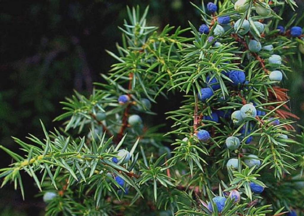 KAD NEMA LEKA TU JE KLEKA Neizostavni deo svakog alternativnog lečenja, veruje se da leči sve!