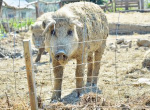 MANGULICA- KRALJICA MEĐU SVINJAMA Skromnih zahteva, otporna na stres, sa 75% manje holesterola od drugih svinja