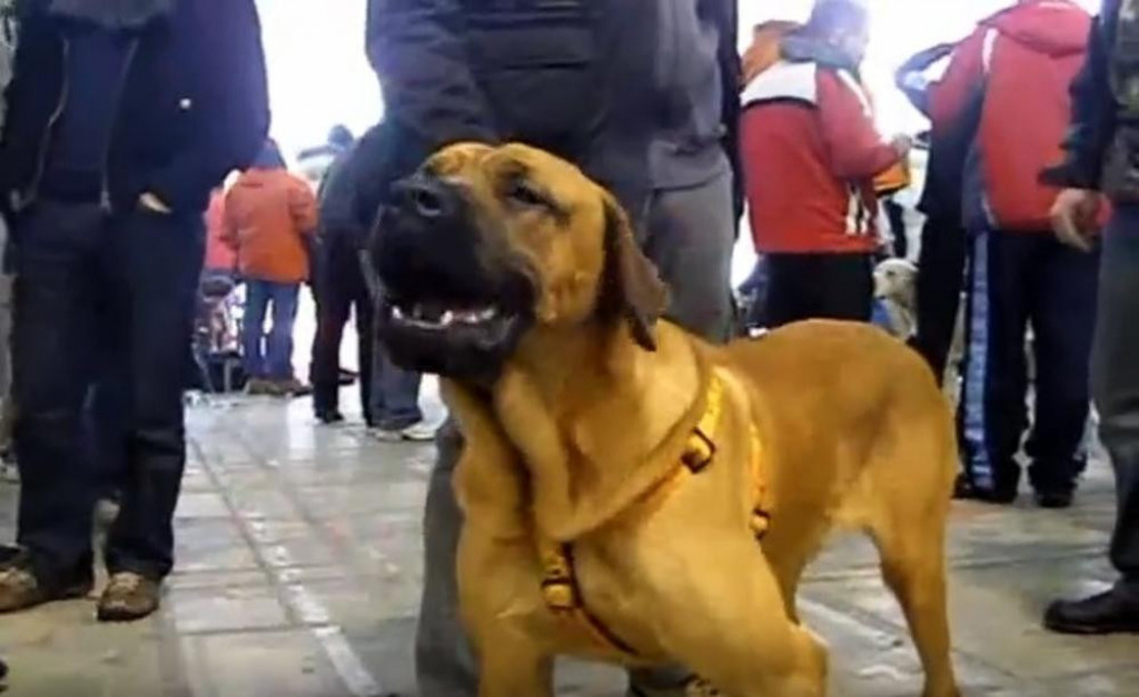 ODAN I HRABAR ČUVAR SA KRVLJU VUKA  Srpski odbrambeni pas koji ne poznaje strah