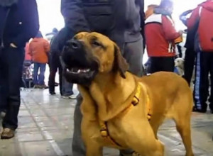 ODAN I HRABAR ČUVAR SA KRVLJU VUKA  Srpski odbrambeni pas koji ne poznaje strah