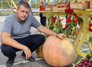 DŽINOVSKA TIKVA NIKLA KOD PRIJEPOLJA Domaćin Ljubisav morao da je vozi u prikolici zbog gabarita i otkrio, seme jeste nemačko ali je zemlja srpska (FOTO)