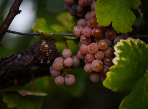 SUŠNO LETO GODILO VINOVOJ LOZI Grozd iz srpske Toskane koji ostavlja bez teksta (FOTO/VIDEO)