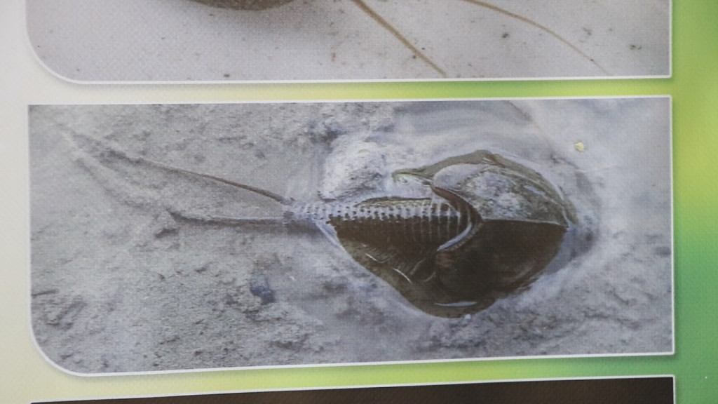 PRONAĐENI RAKOVI STARIJI OD DINOSAURUSA Živi fosili nastanjuju močvare u Srbiji (FOTO)