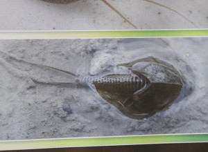 PRONAĐENI RAKOVI STARIJI OD DINOSAURUSA Živi fosili nastanjuju močvare u Srbiji (FOTO)