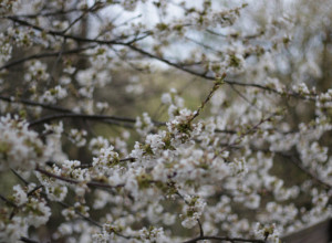 SELIMA SRPSKE TOSKANE BEHAR PROBEHARAO Narodno verovanje kaže da nam sledi oštra i jaka zima (FOTO/VIDEO)