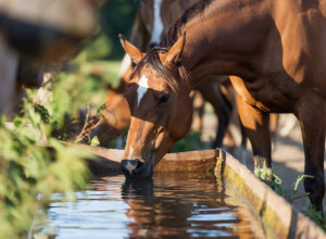 VEŠTICE SE PLAŠE KONJA? Ima nekoliko starih verovanja, a jedno je vrlo živo i danas