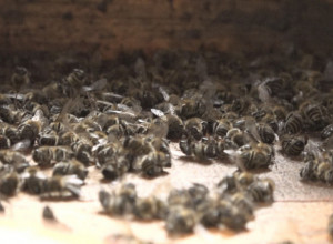 MEDVED IM SE POJAVIO NA PRAGU Kada predator zakuca na vrata, nikome nije svejedno (FOTO/VIDEO)