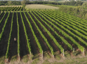 NAJLEPŠA SRPSKA JESENJA DESTINACIJA Prepustite se čarima "Srpske Toskane" i uživajte u magičnim prizorima uz najbolje vino