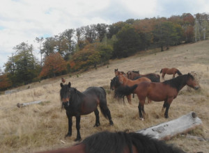 DIVLJI KONJI NA SRPSKOJ LEPOTICI Samo na ovoj planini u Srbiji možete videti gizdave lepotane koje predvodi pastuv Moro (FOTO)