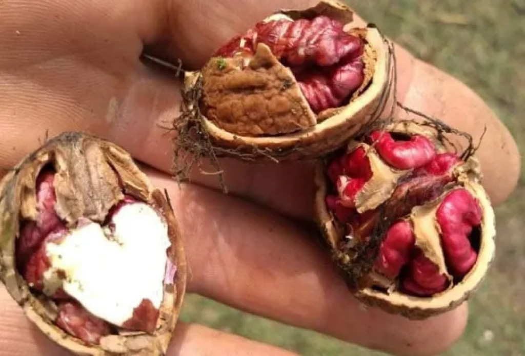 ČUDNA POJAVA Crveni orah ponovo rodio u Topoli, postoji poseban razlog zašto je baš ove boje (FOTO)