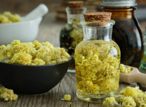 ZA OVE BILJKE Pričaju da imaju MAGIJSKE MOĆI!