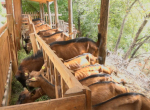 KOZARSTVO JE POSTALO UNOSAN POSAO Kada sloga kuću gradi, trijumf je zagarantovan (FOTO/VIDEO)