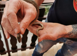 ZMIJE JOŠ UVEK NISU UTONULE U ZIMSKI SAN Priroda reaguje na svu lošu energiju koju ljudi emituju (FOTO/VIDEO)