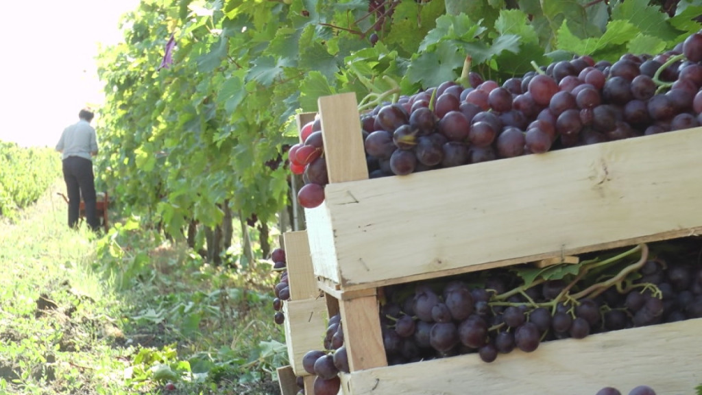 ZA SVE ŠTO PROIZVEDU IMAJU KUPCA Voćarima srpske Toskane zagarantovan plasman grožđa (FOTO/VIDEO)