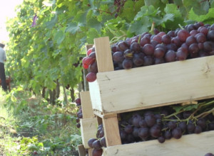 ZA SVE ŠTO PROIZVEDU IMAJU KUPCA Voćarima srpske Toskane zagarantovan plasman grožđa (FOTO/VIDEO)