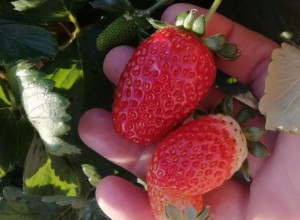 MIHOLJSKO LETO IZMAMILO JAGODE Srpska Toskana ne prestaje da iznenađuje svoje stanovnike (FOTO/VIDEO)