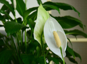 OVU BILJKU TREBA DA IMA SVAKA ŽENA Smatra se da donosi sreću, blagostanje i mir, a evo kako se neguje