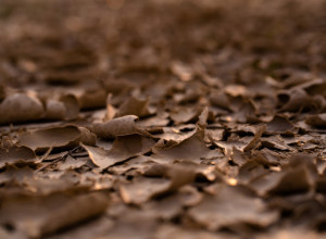 EVO ŠTA MOŽETE DA URADITE SA OPALIM LIŠĆEM Savet profesionalnih baštovana