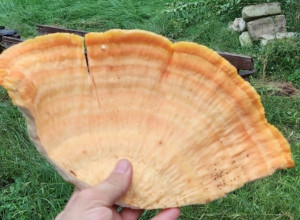 PRAVI PITE I SALATE Stefan je majstor u spremanju specijaliteta od šumskog pileta, ova jestiva gljiva ima isti ukus kao belo meso