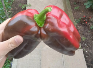 BLIZANAČKI PLOD Na imanju Šeševića kod Aranđelovca ubran neverovatan plod paprike, ovo se nije desilo duži niz godina