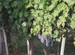 VINSKI PUTEVI SRBIJE Od Nemanjića do danas, na OVIM mestima ćete uživati u NAJBOLJIM UKUSIMA