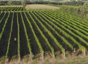 ZNA NOLE ŠTA VALJA Ovo je srpsko selo koje su Đokovići pored svih mesta na svetu birali za svoje vinograde (FOTO)