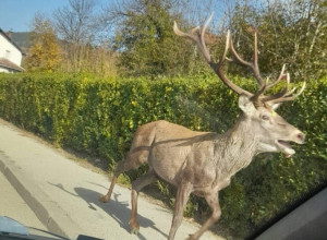STRAH DA NE ZAVRŠI U ZAMRZIVAČU ILI POD TOČKOVIMA Jelen u punoj snazi i sa velikom rogovima preplivao reku Lim i danima ga viđaju u centru grada