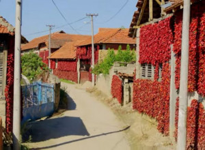 Carstvo paprika na jugu Srbije: Jedinstveno selo u svetu koje morate da posetite VIDEO